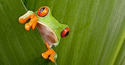 Frosch hinter einem Blatt Frosch hinter einem Blatt