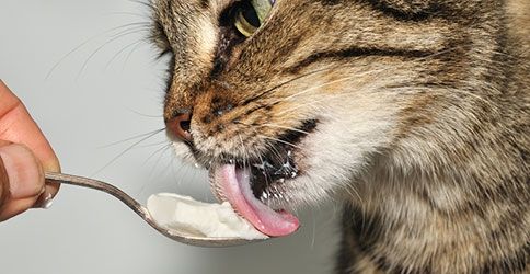 Katze leckt Eis Katze leckt Eis