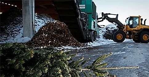 Weihnachtsbäume werden in Hamburg entsorgt Weihnachtsbäume werden in Hamburg entsorgt