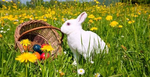 Osterhase auf grüner Wiese Osterhase auf grüner Wiese