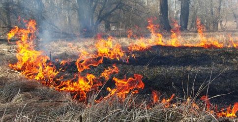 Die Waldbrandgefahr ist sehr hoch Die Waldbrandgefahr ist sehr hoch