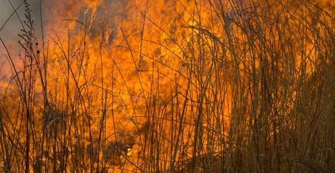 Buschbrand, Feuer Buschbrand, Feuer