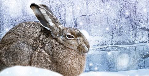Feldhase im Schnee Feldhase im Schnee