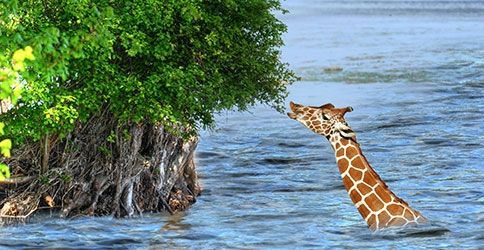 Giraffe im Wasser Giraffe im Wasser
