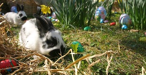Osterhase Osterhase