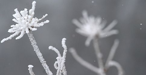 Schnee Blume dapd Schnee Blume dapd