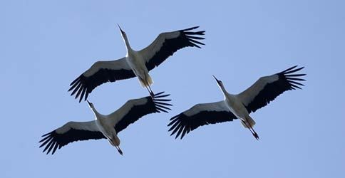 Störche im Flug Störche im Flug