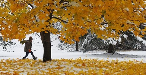 Laub im Schnee (dapd) Laub im Schnee (dapd)